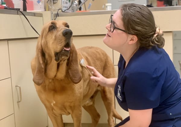 Bathing & Boarding | Brogli, Lane, Weaver & Alexander Animal Hospital | Murfreesboro Vets
