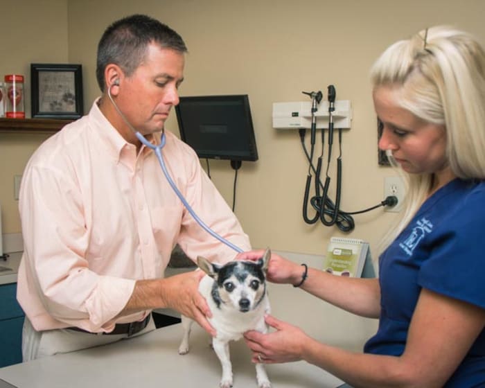 Geriatric Care for Pets, Murfreesboro