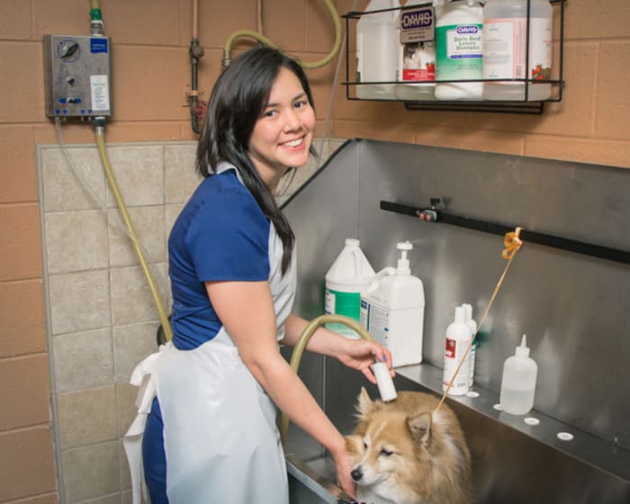 Bathing & Grooming, Murfreesboro Veterinarians