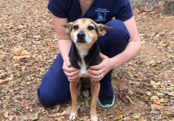 Bathing & Boarding | Brogli, Lane, Weaver & Alexander Animal Hospital | Murfreesboro Vet