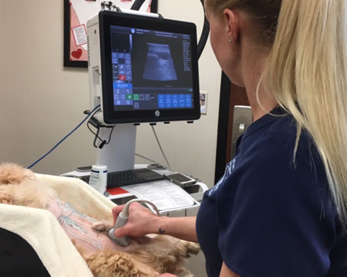 Diagnostic & Lab Technology, Murfreesboro Vet