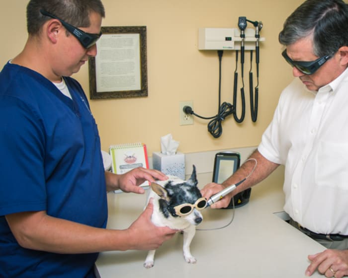 Veterinary Cold Laser Therapy