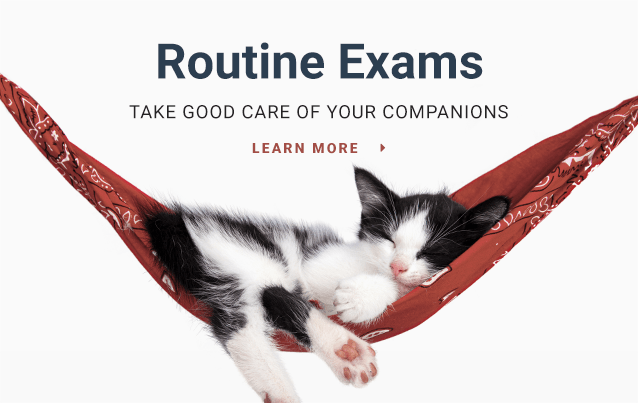 Learn How Pet Wellness Plans Save Money