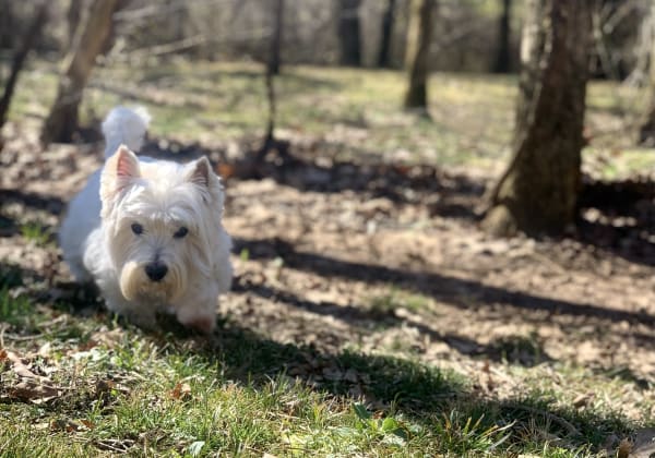 Bathing & Boarding | Brogli, Lane, Weaver & Alexander Animal Hospital | Murfreesboro Vets